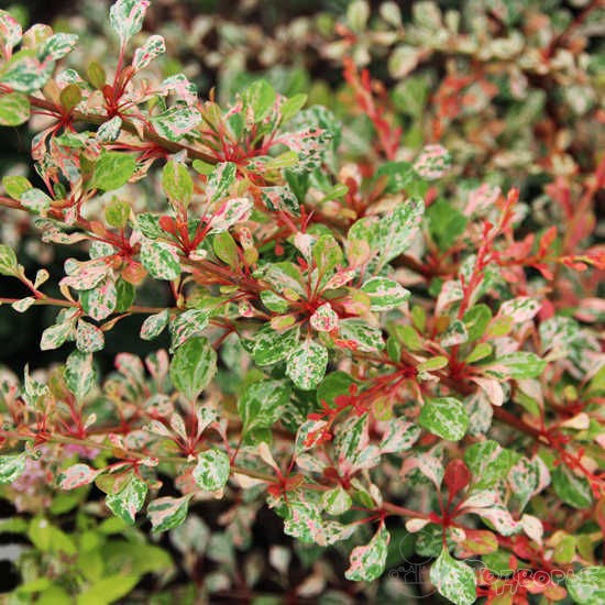 Berberis Thunbergii Natasza