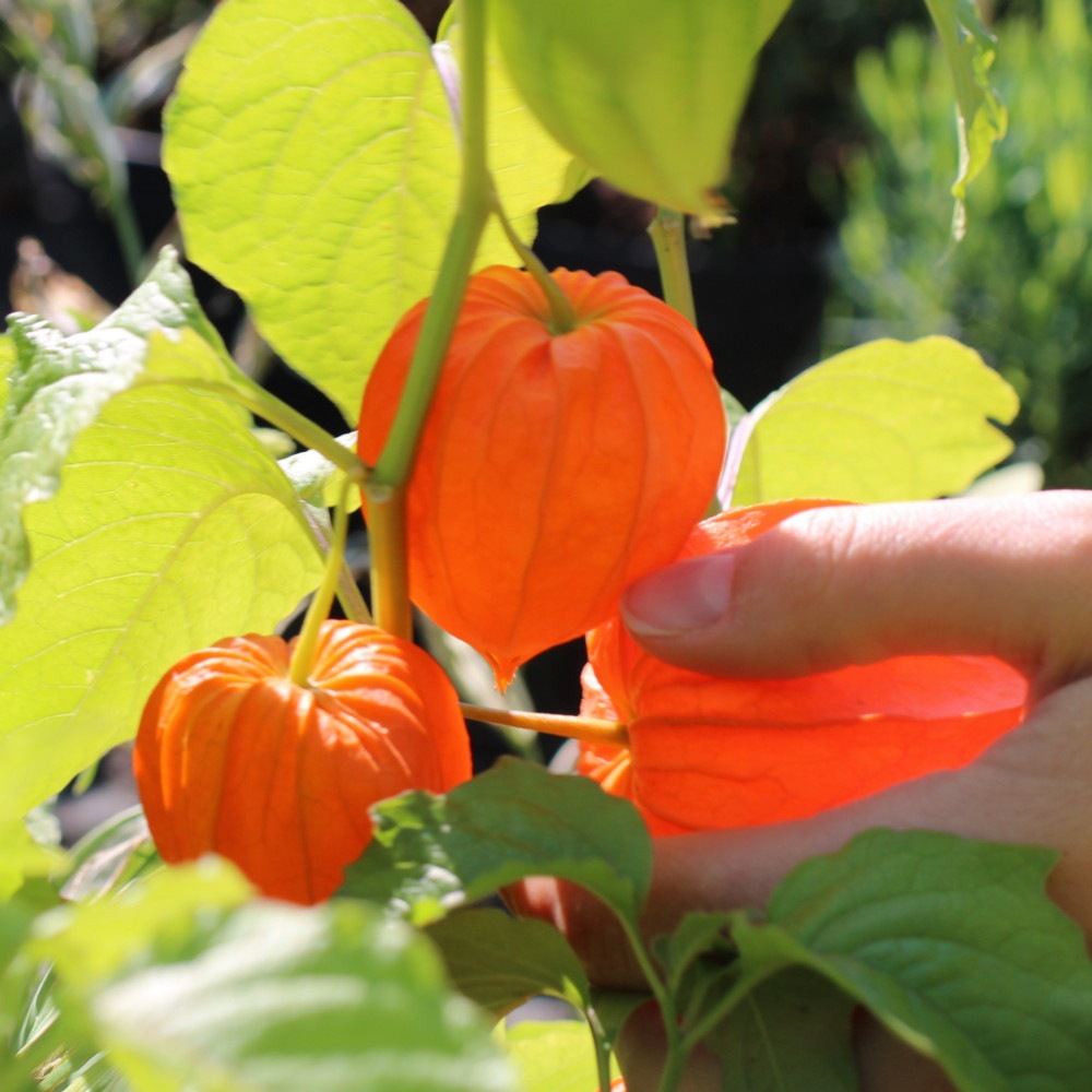 Физалис (Physalis) купить саженц