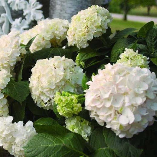 gortenziya-krupnolistnaya-the-brides