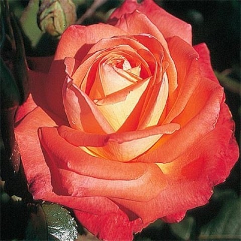 Роза чайно-гибридная Konigin der Rosen1