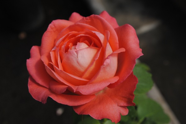 Роза чайно-гибридная Konigin der Rosen2