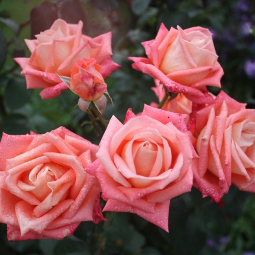 Роза чайно-гибридная Konigin der Rosen3