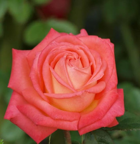 roza-chajno-gibridnaya-konigin-der-rosen