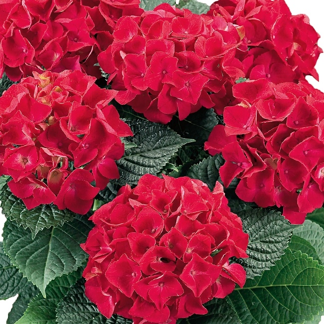 428_g_hod_red