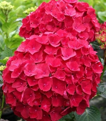 Hot Red