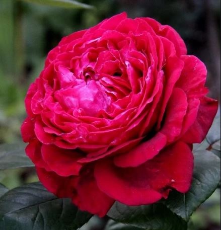roza-floribunda-4-vetrov-lya-roz-katre-ven
