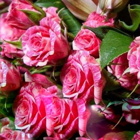 Роза бордюрная Пинк Флеш (Pink Flash)