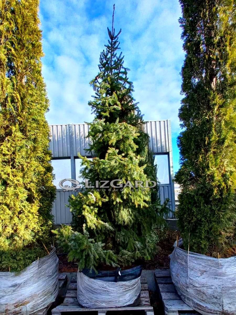 зображення_viber_2021-11-10_09-33-07-322