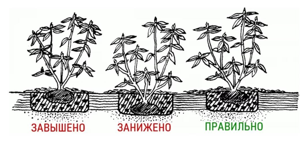 зображення_viber_2020-12-06_10-29-59