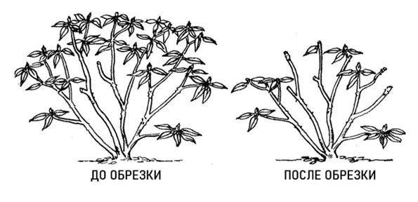 зображення_viber_2020-12-06_10-30-51