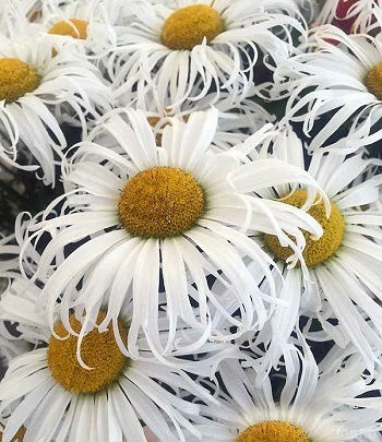 Sweet Daisy Cher