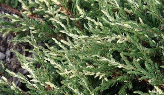 Juniperus communis Spotty Spreader