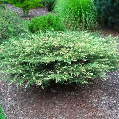 Juniperus communis Spotty Spreader_