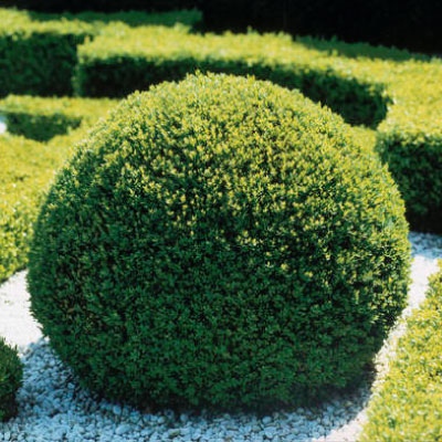 buxus-ball