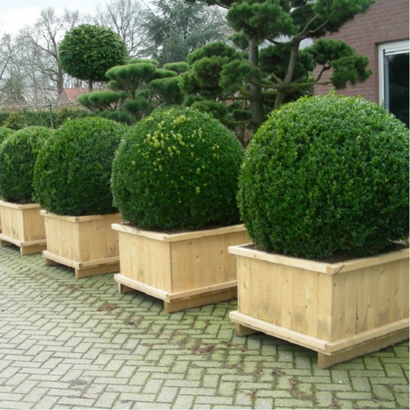 buxus-sempervirens-forme-boule-buis-commun