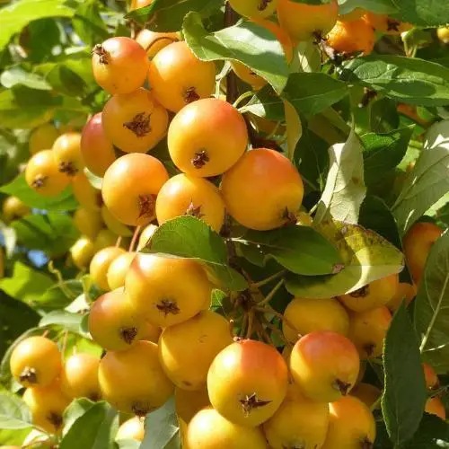 Яблоня райка плакучая желтоплодная на штамбе111