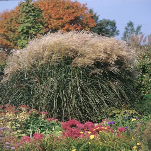 Мискантус sinensis Graziella