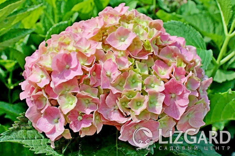 Гортензия Mini Penny купить (2)