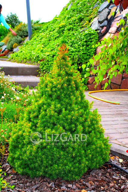 Ель канадская Коника  Picea glauca Conica  Ялина канадська Коніка