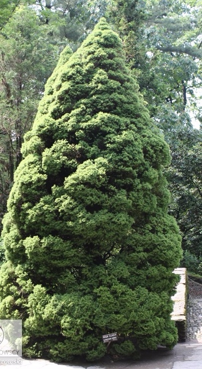 Picea_glauca_Conica1_big