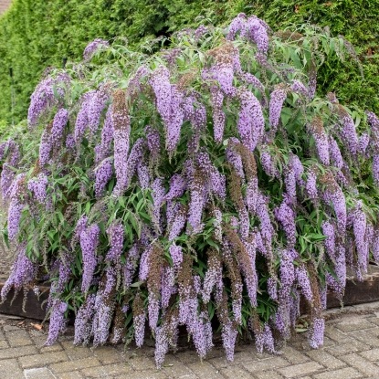 Буддлея Wisteria Lane