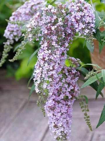 Буддлея Wisteria Lane1