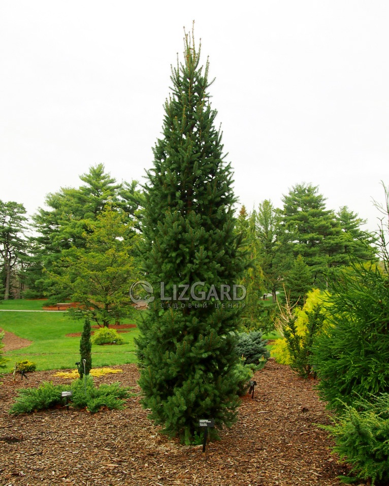 Picea-abies-Columnaris (1)