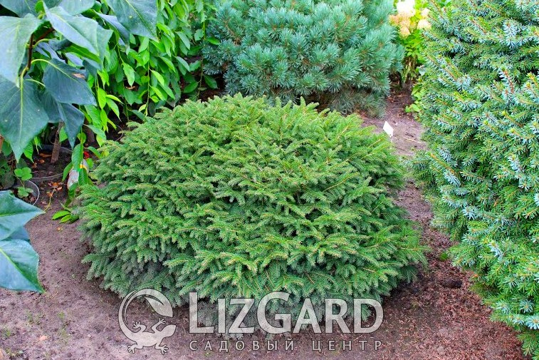 Ель обыкновенная Нидиформис  Picea abies Nidiformis  Ялина звичайна Нідіформіс