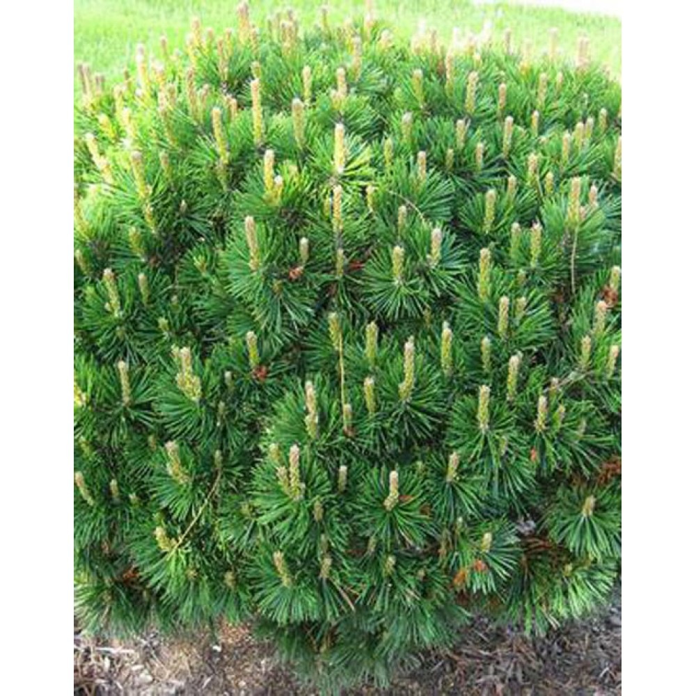 Pinus mugo Mughus