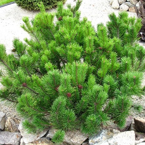 Pinus mugo Mughus1