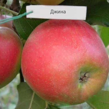 Яблоня колоновидная Джина