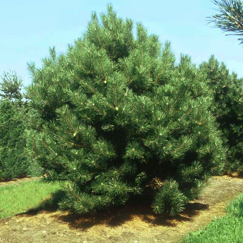 pinus_nigra
