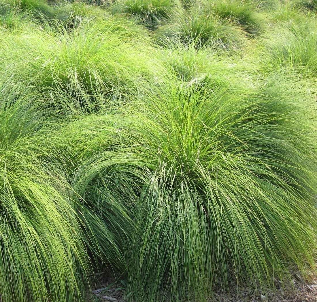 Споробол раскидистый