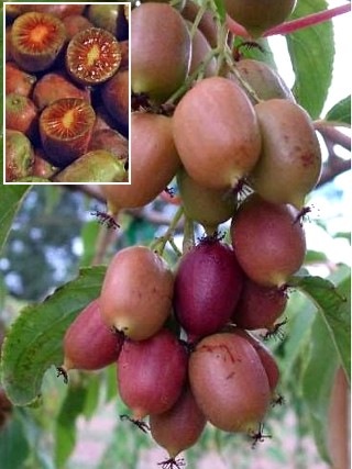 Actinidia arguta 'KEN'S RED'