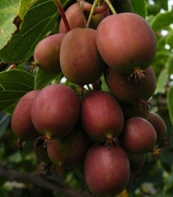Актинидия аргута Kens Red (женская)