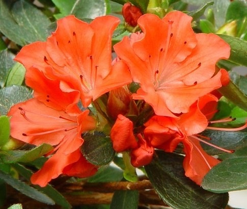 Азалия Geisha Orange