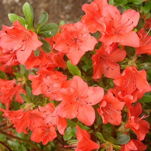 Азалія Geisha Orange1