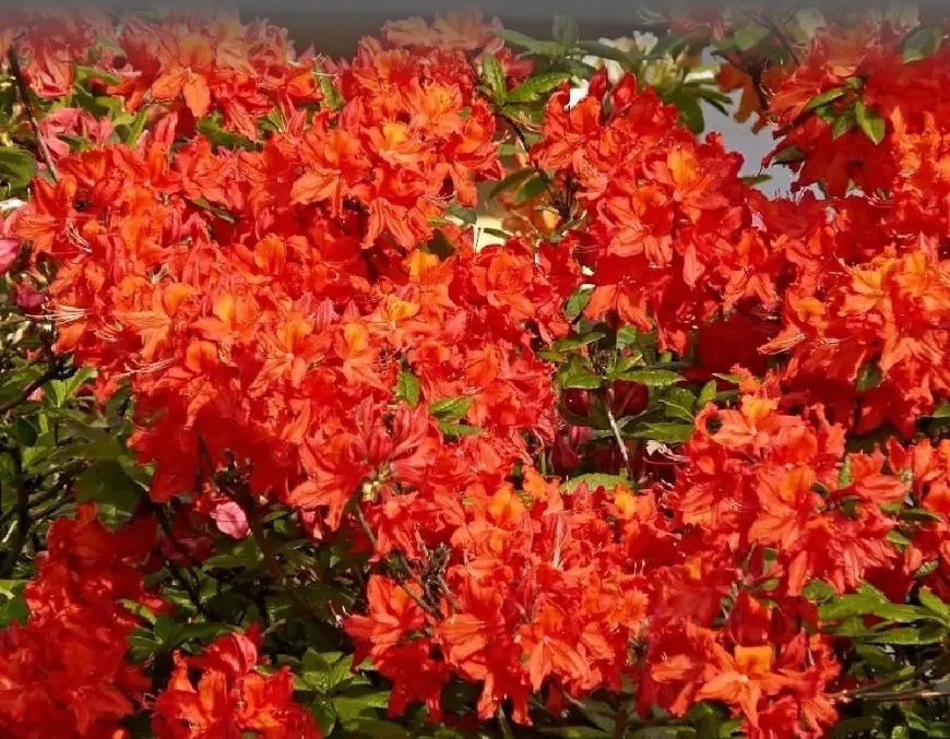 Азалія Geisha Orange2