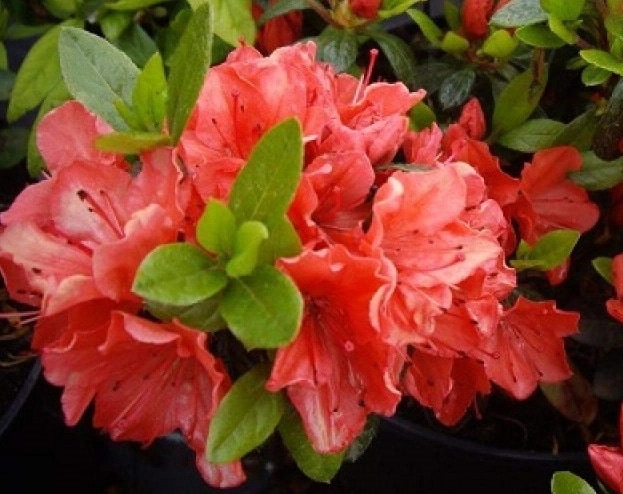Азалія Geisha Orange3