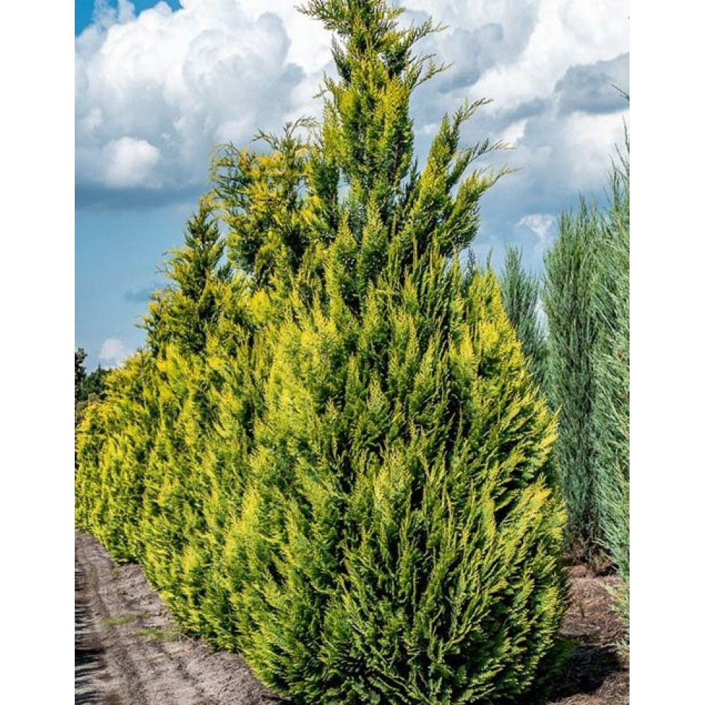 Кипарисовик Лавсона Alumigold2