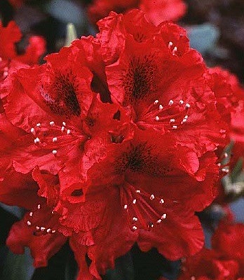 Рододендрон Erato