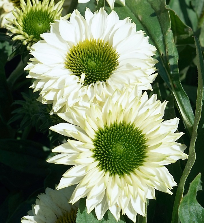 Эхинацея SunSeek White Perfection