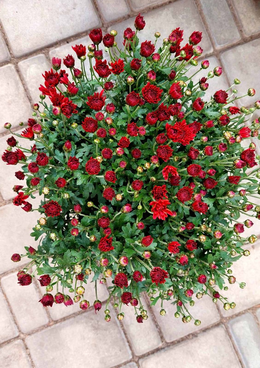 зображення_viber_2021-09-15_09-26-46-314