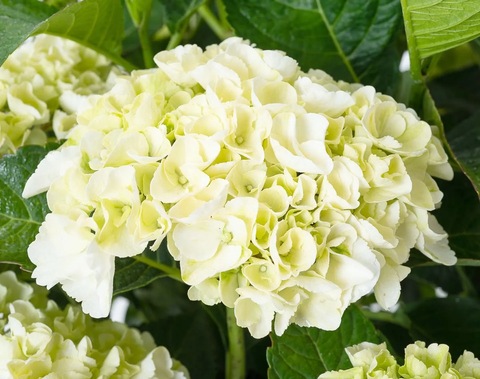 Гортензия крупнолистная Saxon Bright White