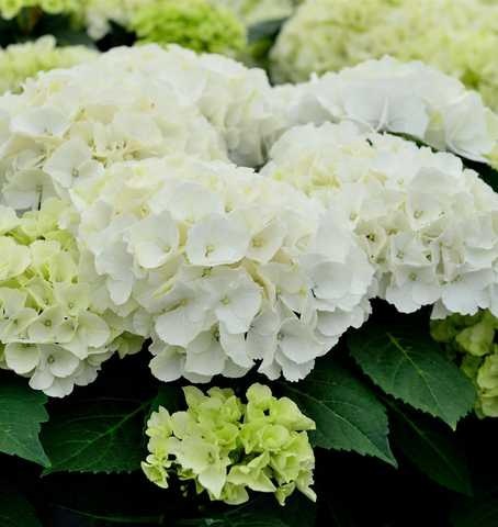 Гортензия крупнолистная Saxon Bright White1