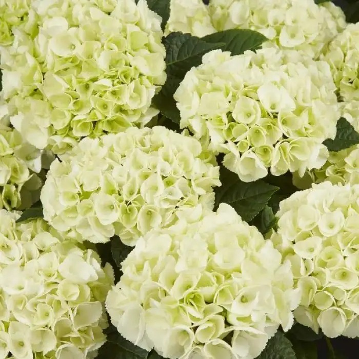 Гортензия крупнолистная Saxon Bright White2