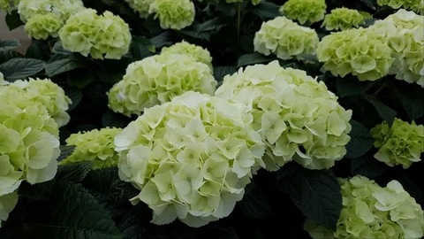 Гортензия крупнолистная Saxon Bright White3