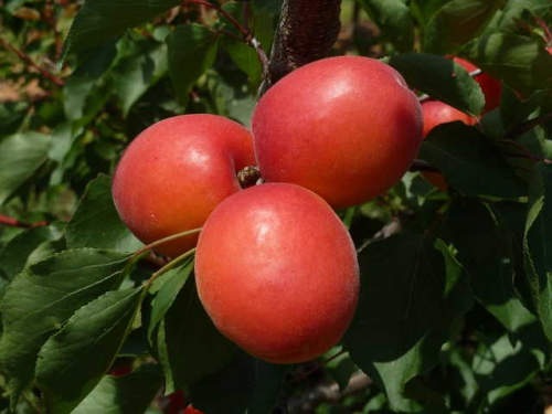Абрикос Свит РедSweet Red