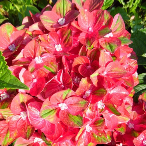 Гортензия крупнолистная Remrandt Rosso Glory
