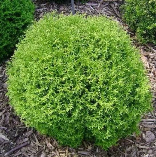 Туя западная Holm Ball1